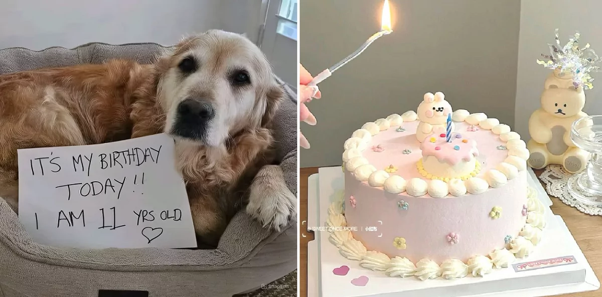 Today is my 11th birthday; please send your wishes to me!