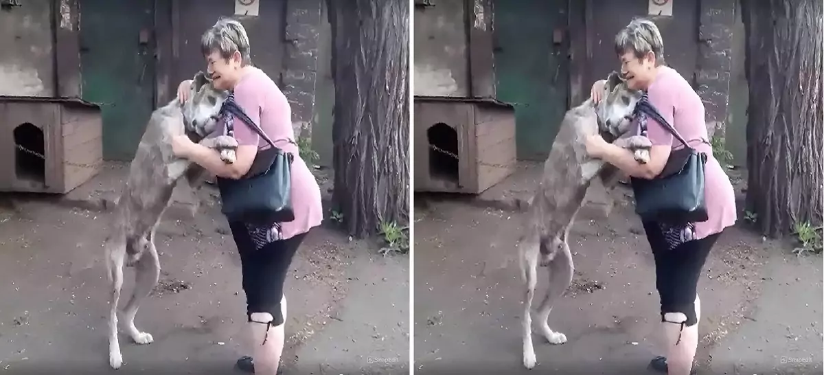 After 2 years of being lost, the owner finally found his dog, filled with joy and happiness