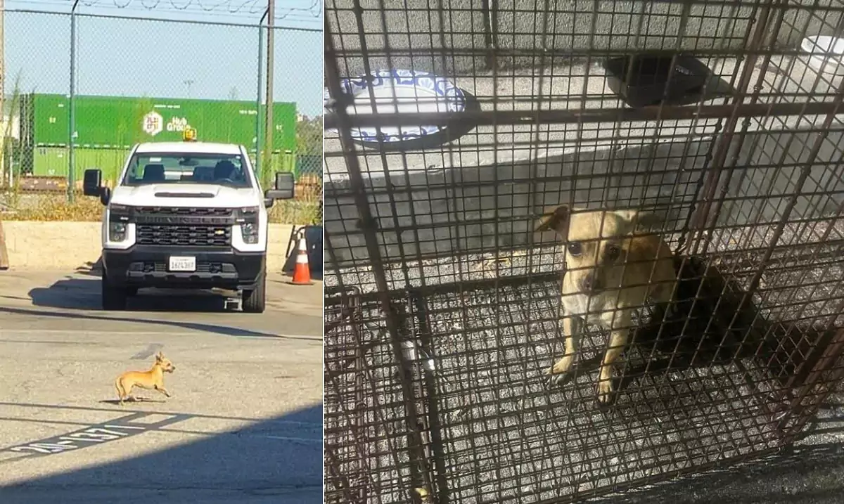 Heart-wrenching: Tiny abandoned puppy found hiding in Los Angeles jail parking lot for weeks is finally rescued and safe