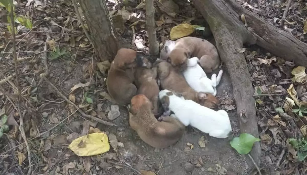 Hikers trekking through the forest come across a group of puppies along with their undernourished mother