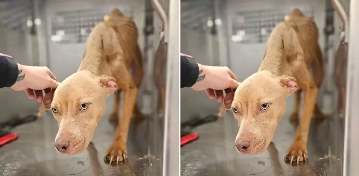 Incredible animal control officer rescues a starving, gentle dog abandoned and tied to a pole without food or water