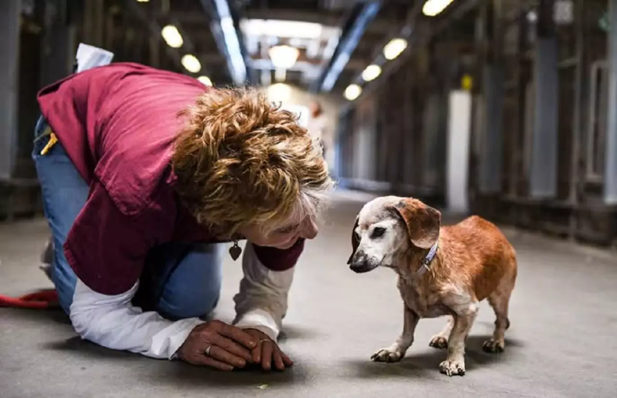 The 18-year-old dog clings tightly to the woman at the shelter