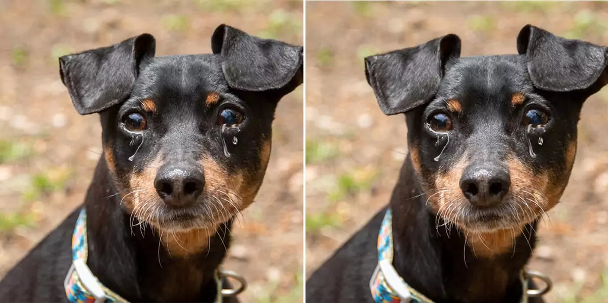 The dog shed tears when his owner abandoned him at the shelter