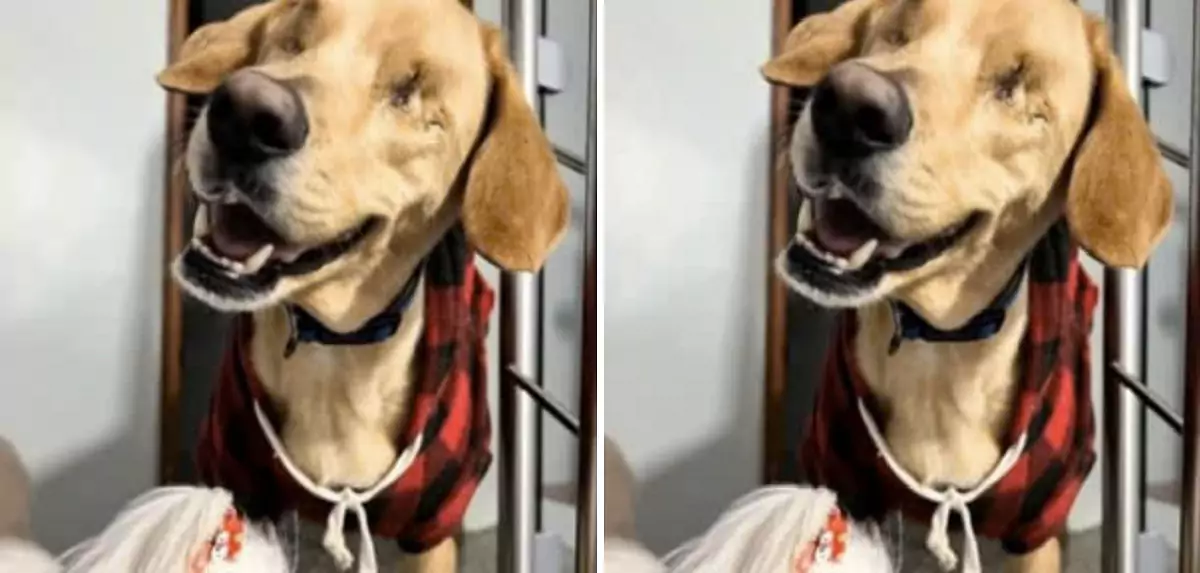 The blind dog, Beau, who was once mistreated by his owner, has now made a remarkable recovery and is thriving