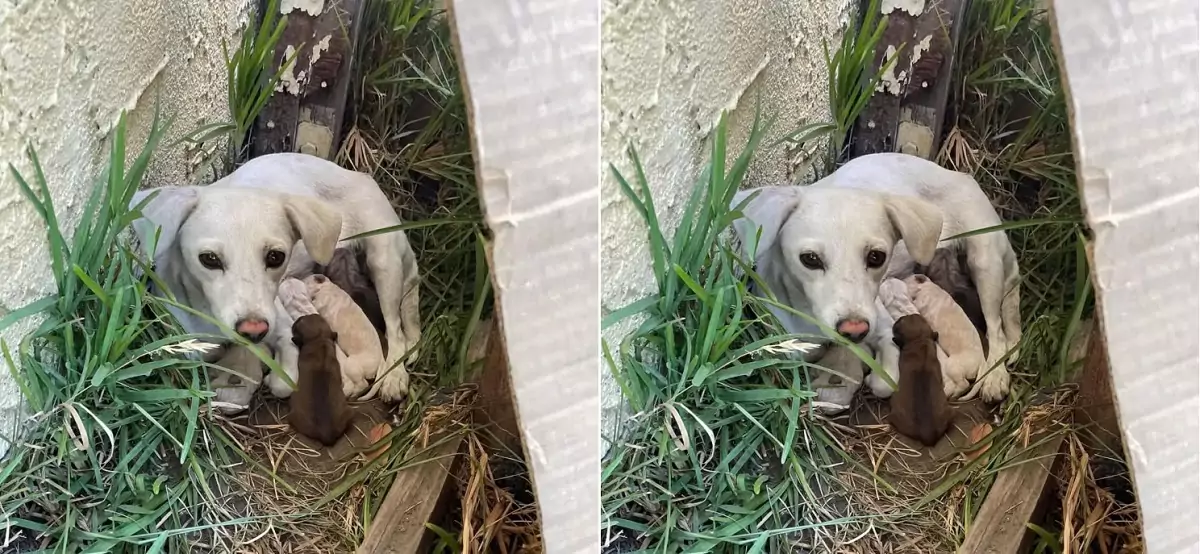 The rescue team found the mother dog and her puppies, who had been starving for days, in the dilapidated house