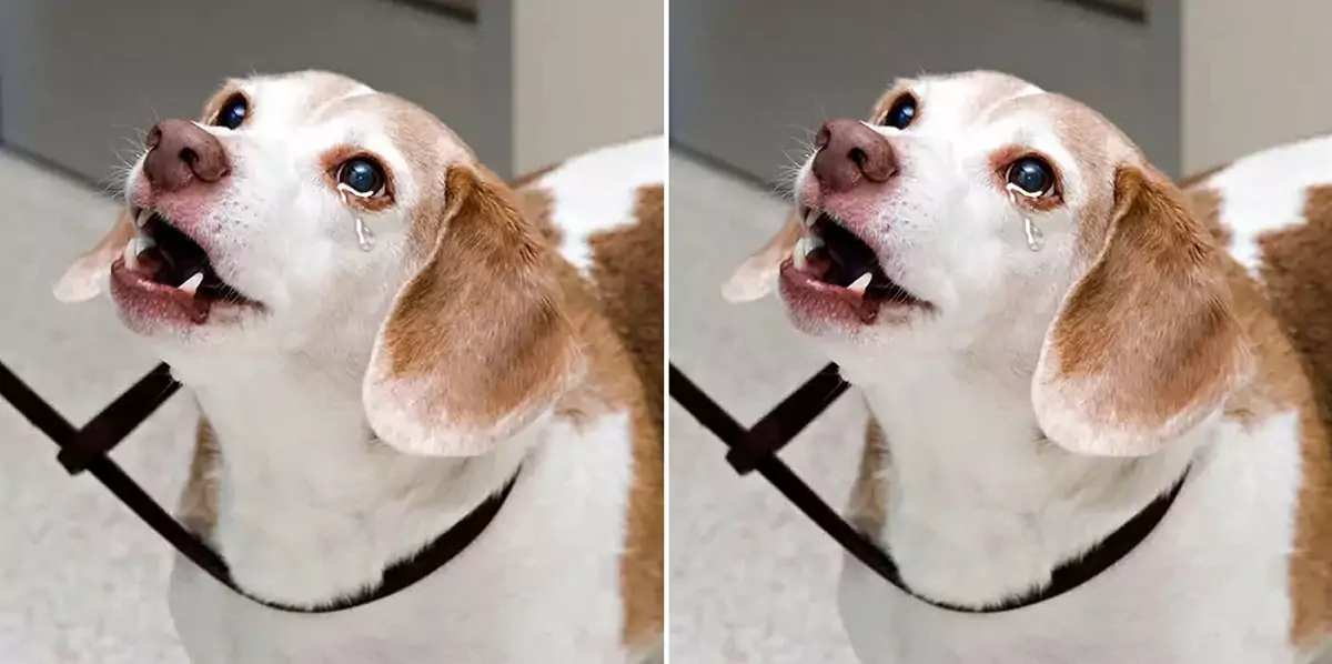 The dog begged the woman to take him in, as he no longer had anywhere else to go