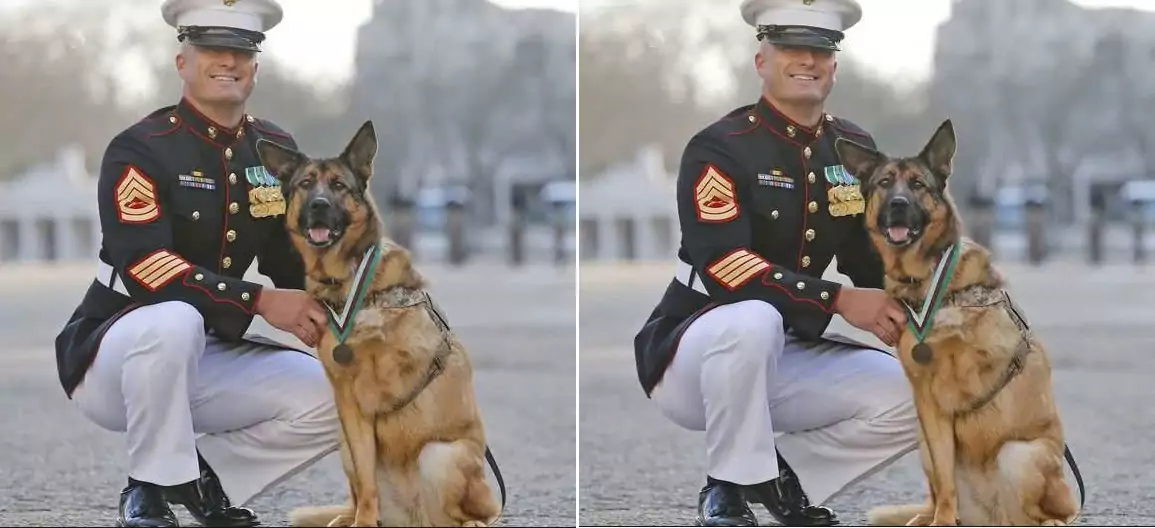 The dog, who dedicated 10 years to serving the U.S. military, has lost a leg and is now receiving the Medal of Honor