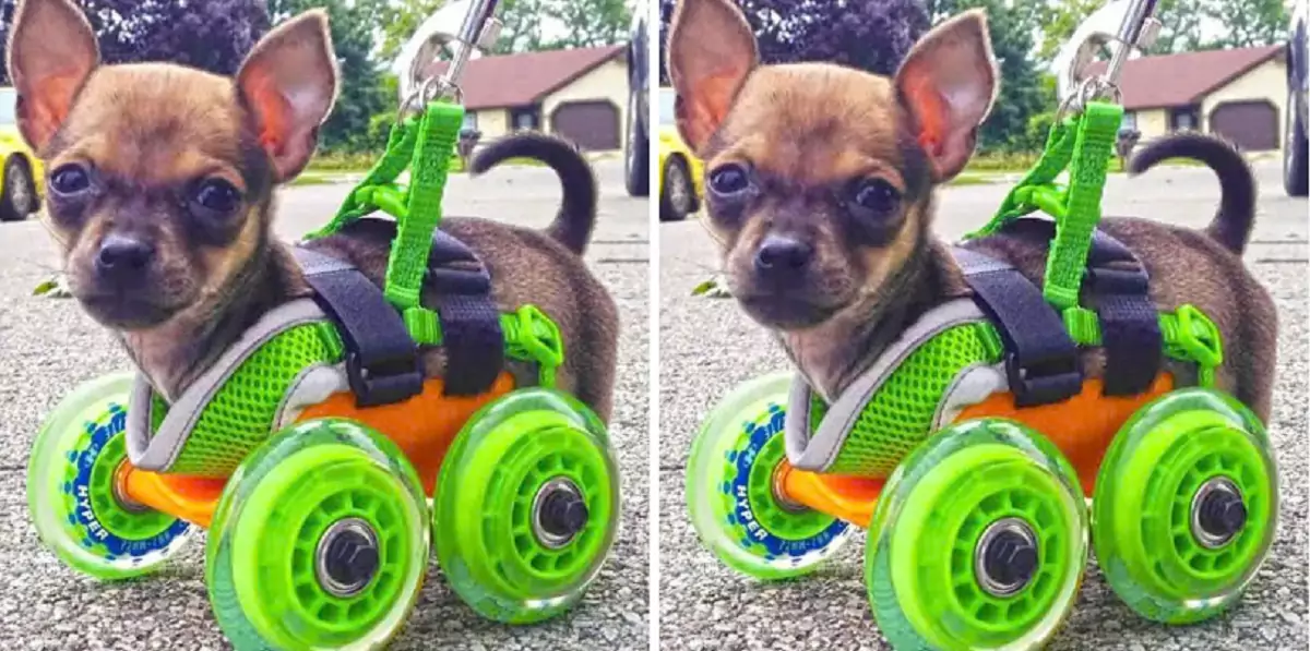 A 70-year-old man refused advice to leave the three-legged dog behind, and now the two are inseparable.