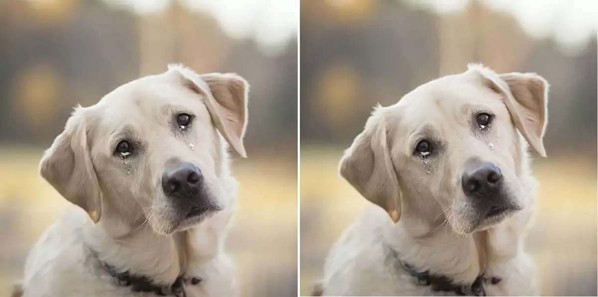 The dog shed tears as it had to say goodbye to its owner of 15 years