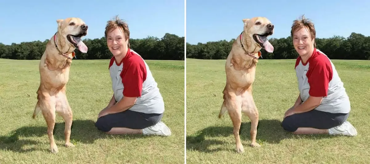 The three-legged dog, once rejected by others, has found a new owner and is now living a happy life