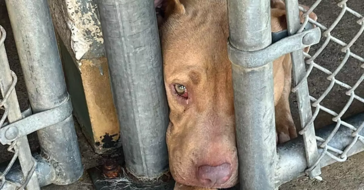 ‘Mama June’ has been at the Alabama shelter for 75 days, still waiting for rescue