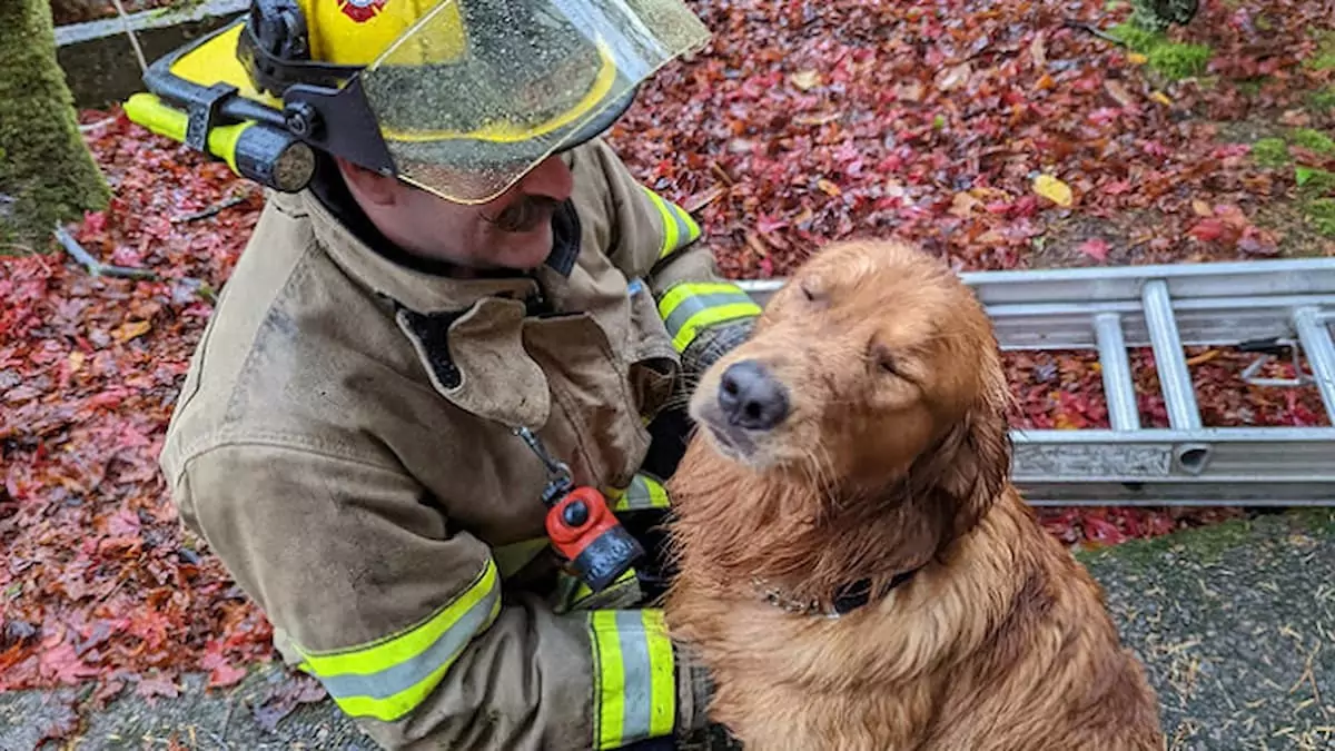 Firefighters saved a dog that had fallen into a well, showcasing their dedication to protecting lives, including those of our four-legged companions