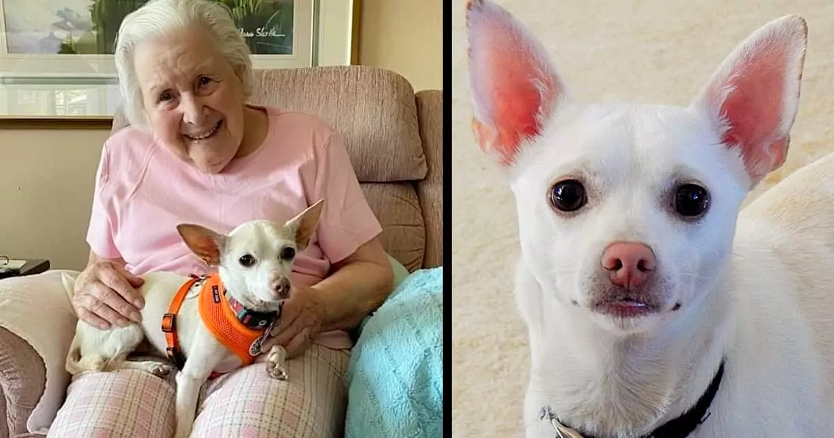 A surprising friendship developed between a 100-year-old woman and an 11-year-old dog, sparking curiosity in everyone about their special connection