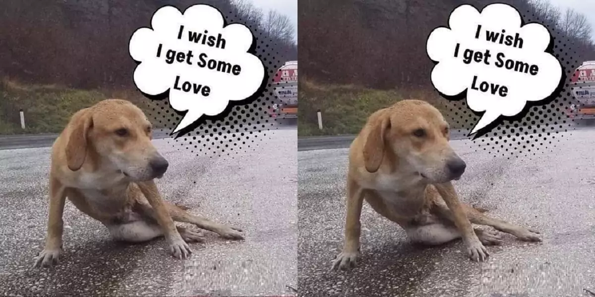 He lay still in the rain next to the highway, hoping desperately for someone to come to his rescue