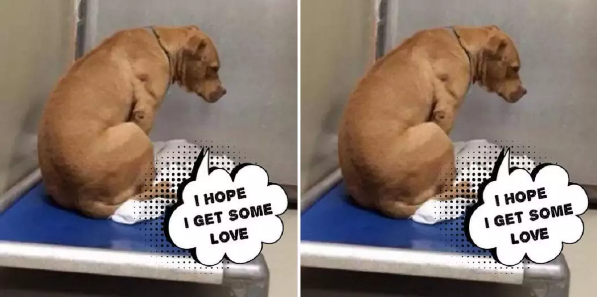 This Pittie felt devastated after being returned to the shelter once more