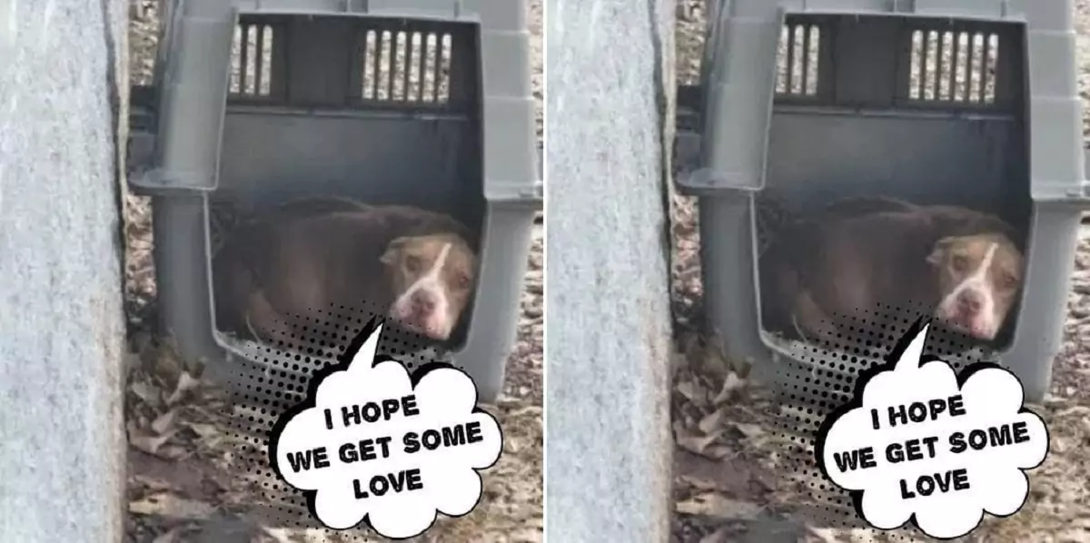 A malnourished dog discovered in a cramped kennel resorted to eating anything available to endure the hardship of abandonment