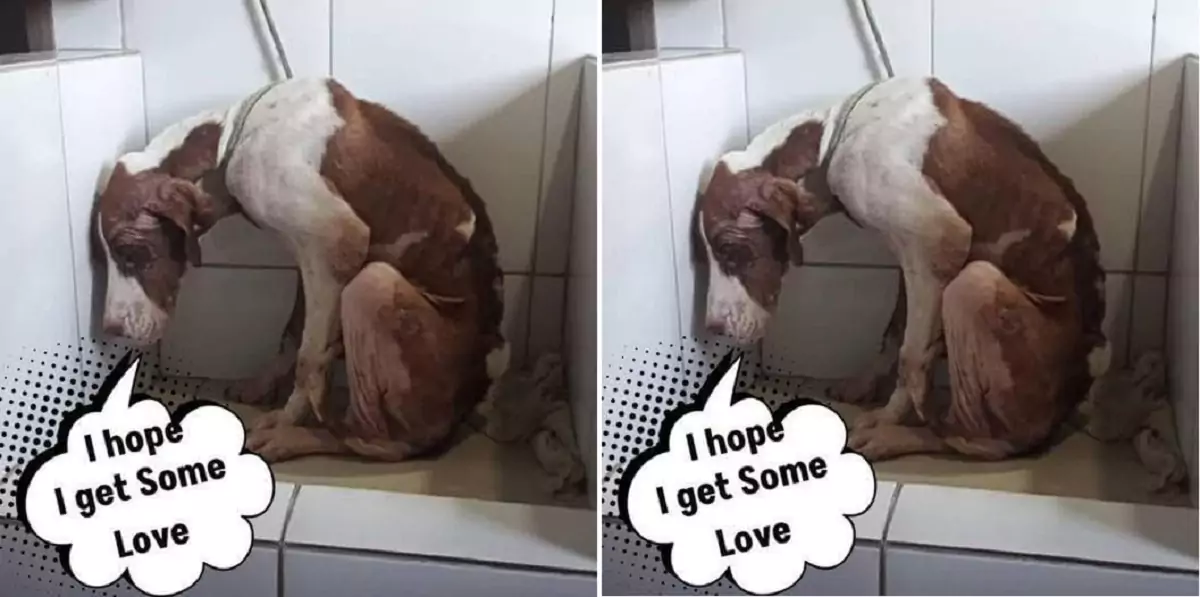 The dog abandoned on the streets was lifeless until it met someone from the rescue shelter