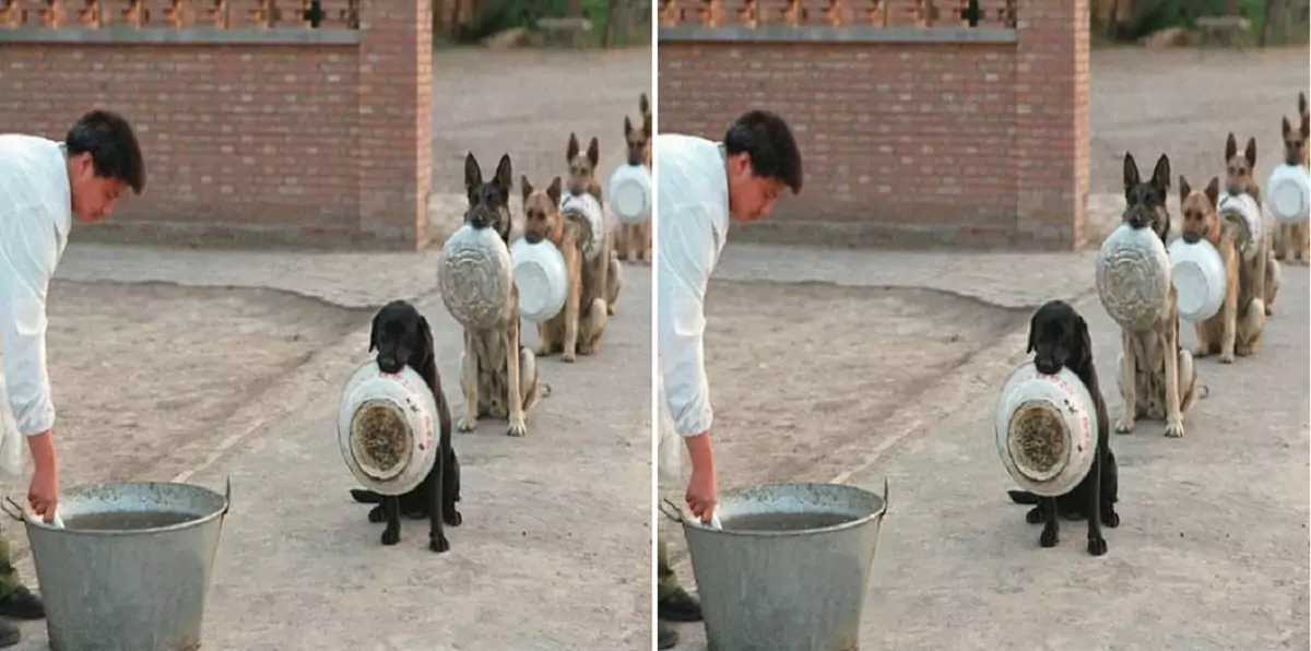 The image of a man cooking porridge for homeless dogs has touched the hearts of the online community, earning him praise and admiration