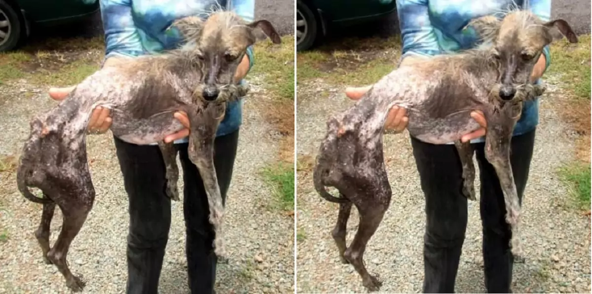 This dog was nothing but skin and bones when it was rescued, and yet now…