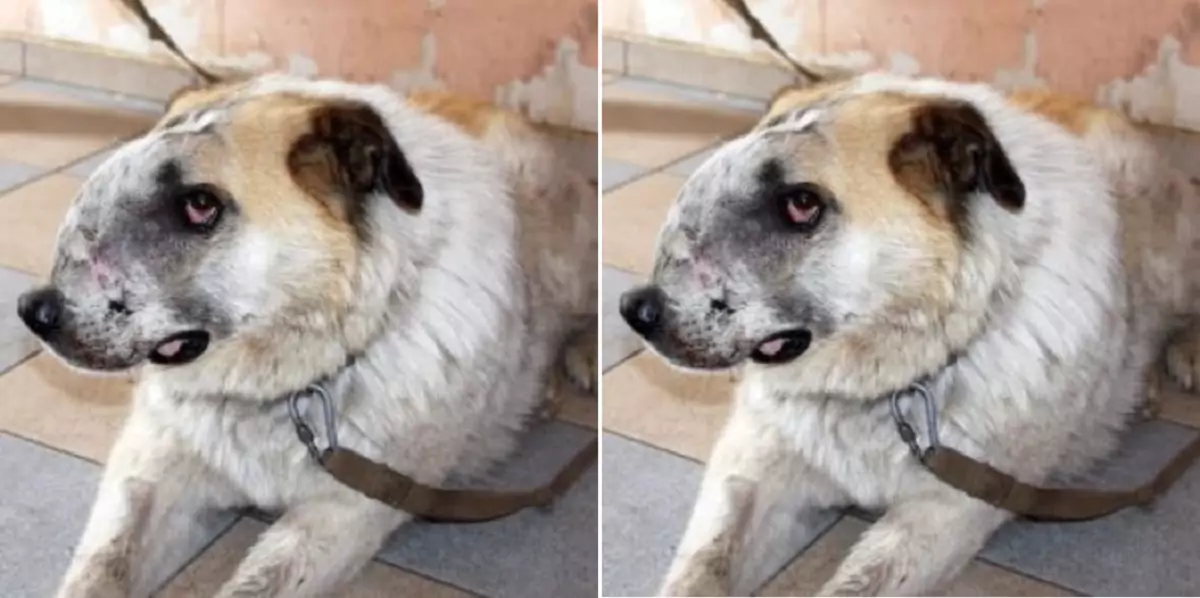 This dog was abandoned when its owner adopted a new dog, a rather sad story