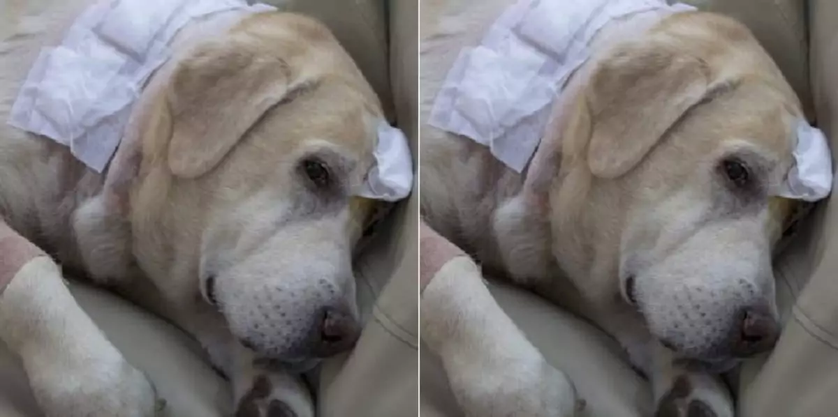 “Can you believe it? This dog survived a terrible accident, and now…”