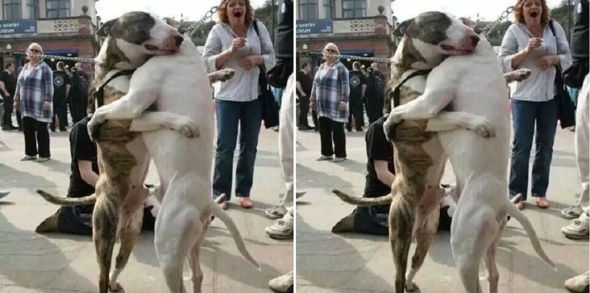 Heartwarming Reunion: Stray Dogs Meet Again After 7 Years in a Joyful Encounter 😢