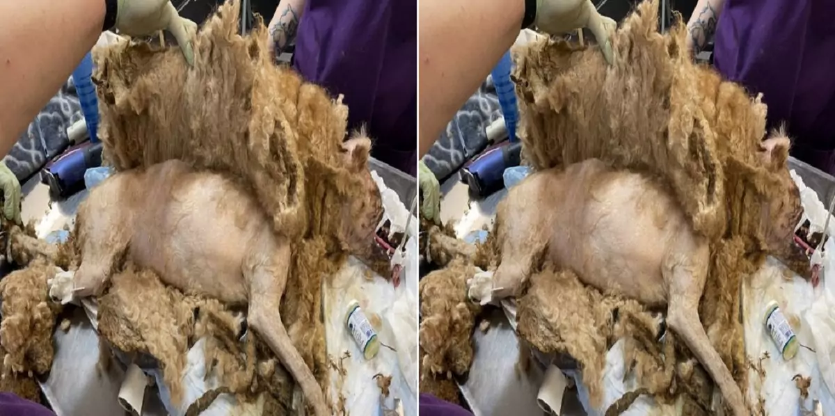 The only way to save this dog is to shave off its fur