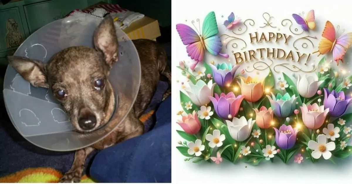 After being found and treated by the rescue team, this beautiful dog had a birthday with his new friends