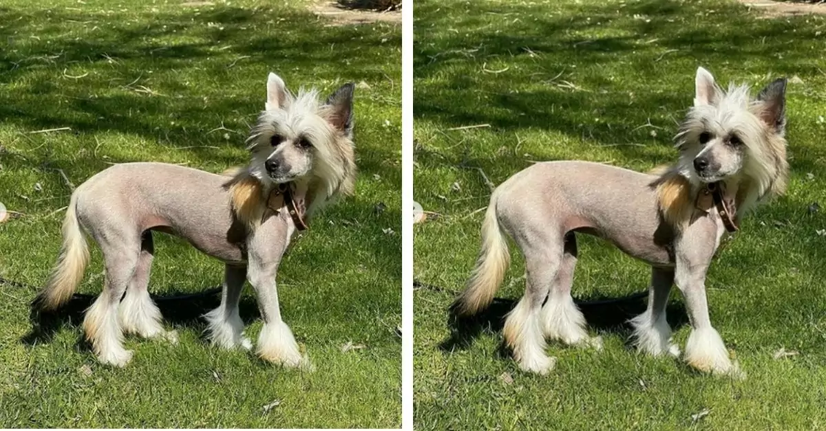 American rescue dog with skin disease watches his friends get adopted