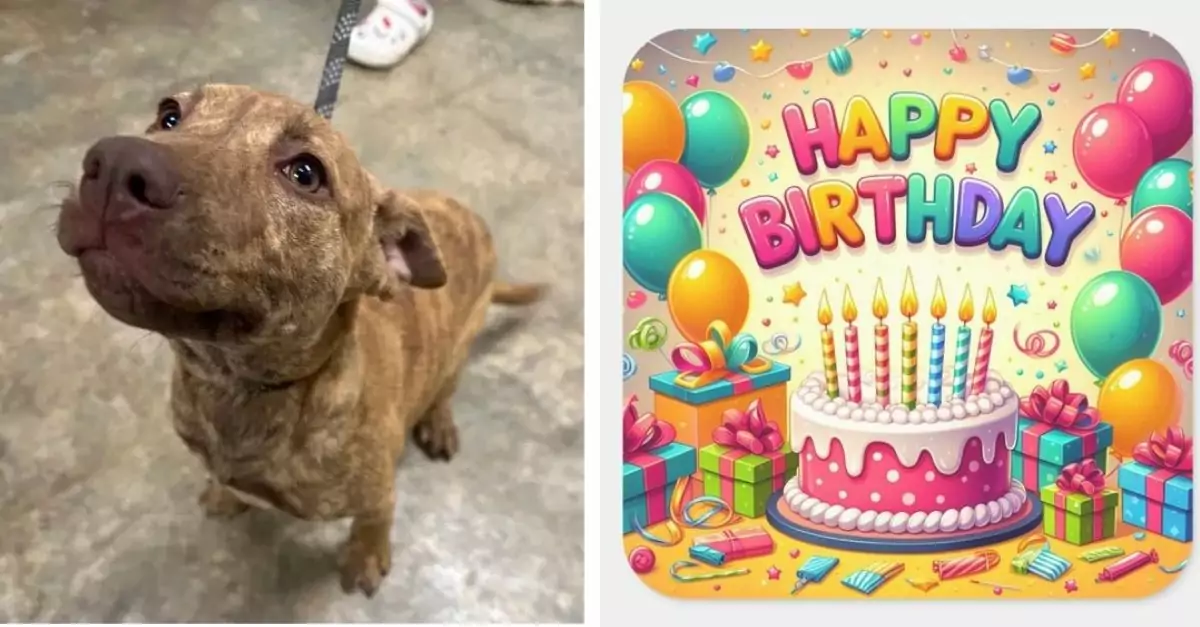 Austin is a very well-behaved dog at the shelter and the staff celebrated his birthday