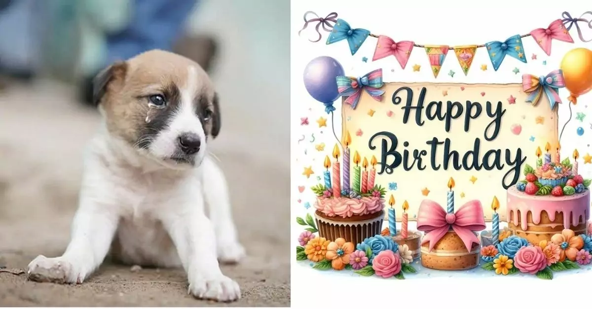 Bella was a happy dog ​​until her owner went bankrupt and couldn’t celebrate her birthday