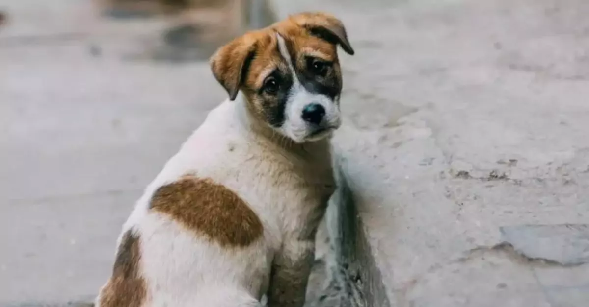 Couple rescues puppy from dumpster and welcomes a new family member