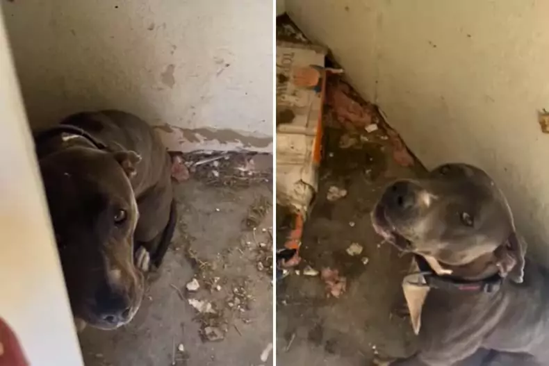 Dog Rescued After Family Left Her Locked in Small Room When They Moved Away