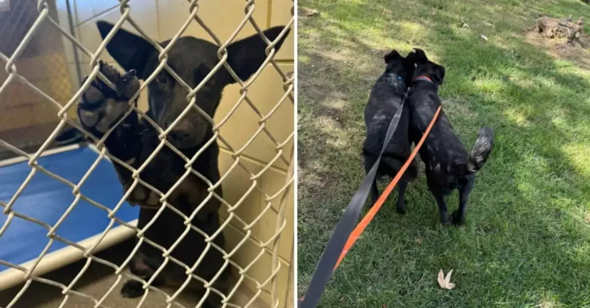  Dogs Returned to Shelter After Only 2 Months in Their Search for a Forever Home