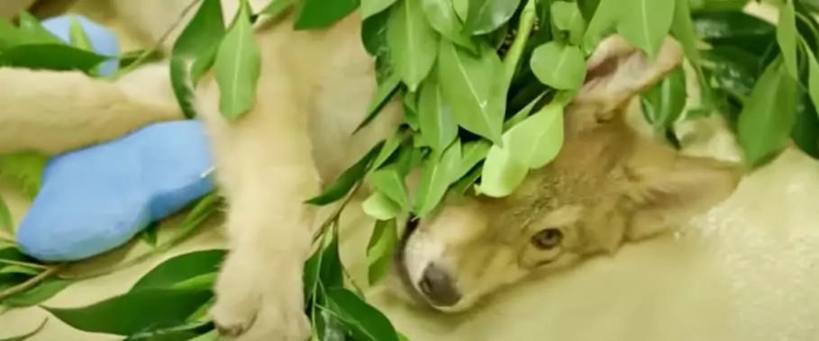 Elderly woman nurtures a sweet puppy, unaware he’s really a predator