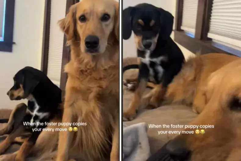  Foster Pup Learns to Be a 'Good Boy' by Imitating Every Move of a Golden Retriever