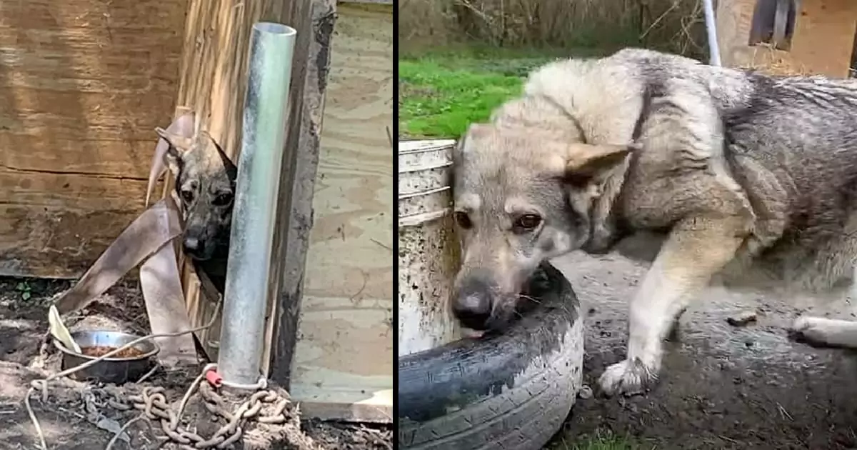 Abused dog, who spent her entire life in chains, found a loving family after being adopted: “She grew up feeling shy and depressed