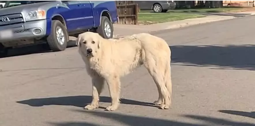 Giant Stray Great Pyrenees Outsmarts Everyone Until a Young Woman Takes Action