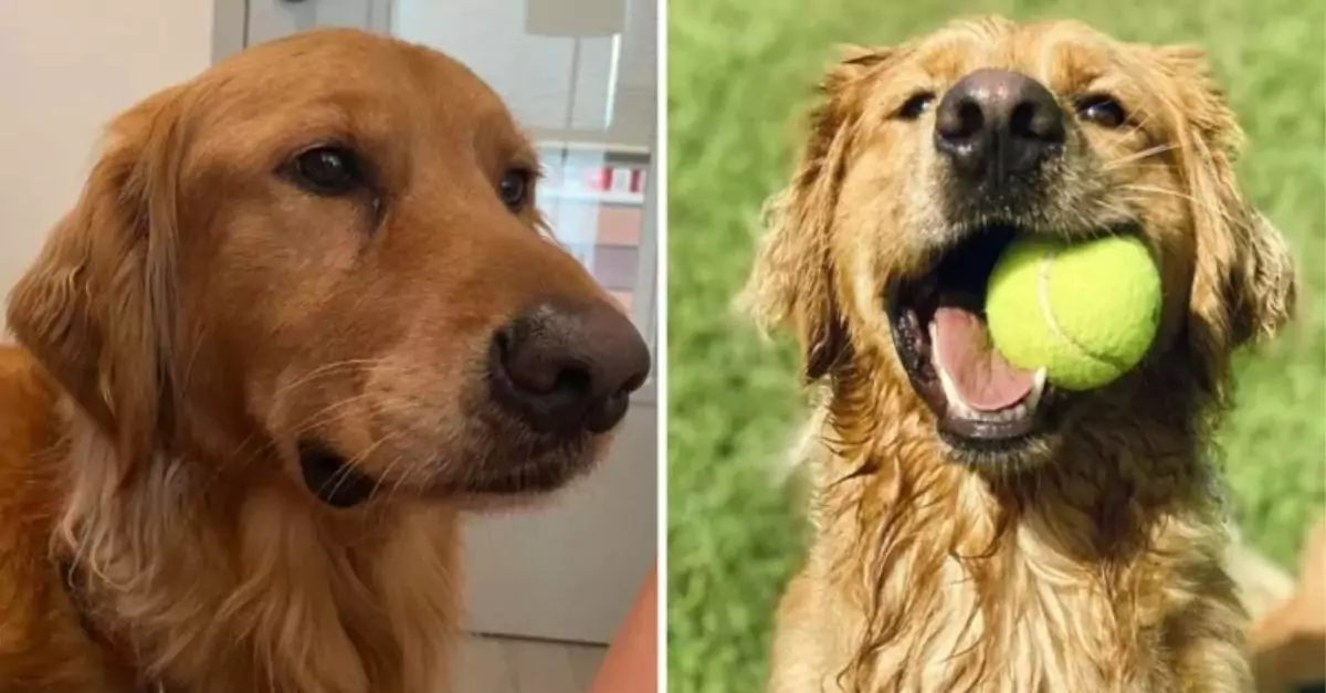 Golden Retriever Declared a 'Hero' for Rescuing Baby from Venomous Snake Bite