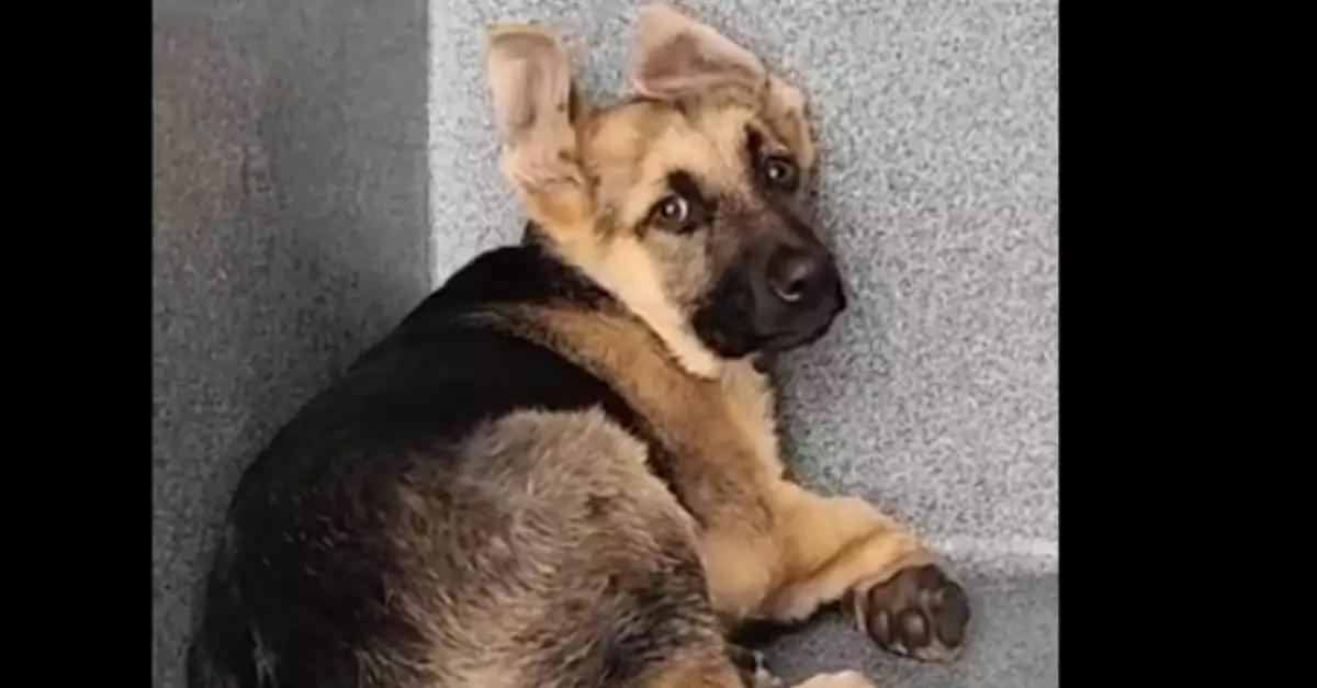 Heart-wrenching scene: A frightened shepherd shivers in surrender at the shelter