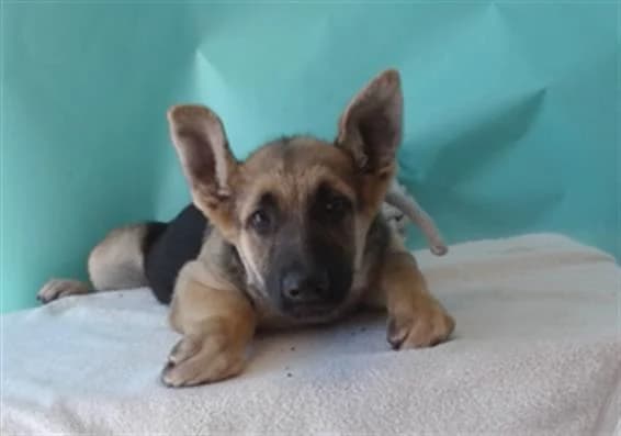 The Struggles at the Shelter
