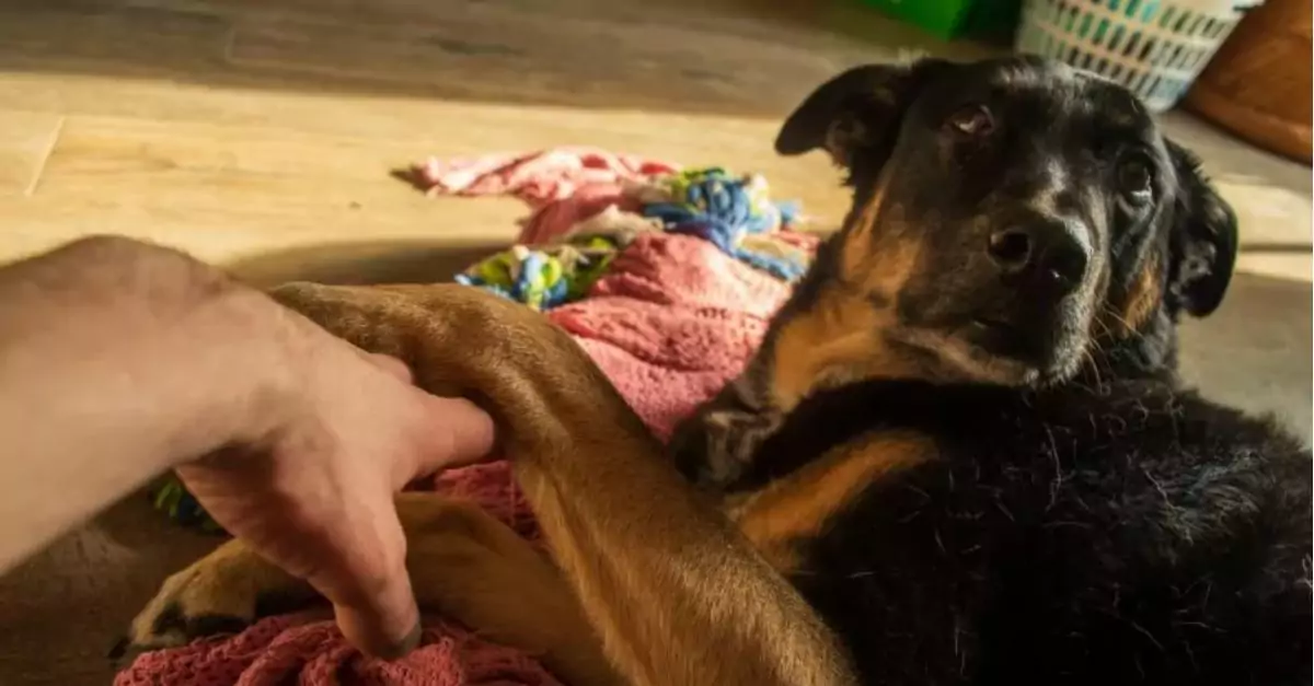 Hearts warm for a dog longing for her owner to hold her paw