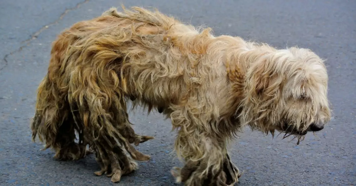 His coat has not been trimmed in too long and this dog is desperate for care