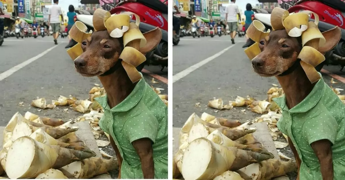 Homeless dog must do funny tricks in exchange for daily food