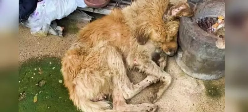 In the dirt outside a woman’s window lay a wounded dog