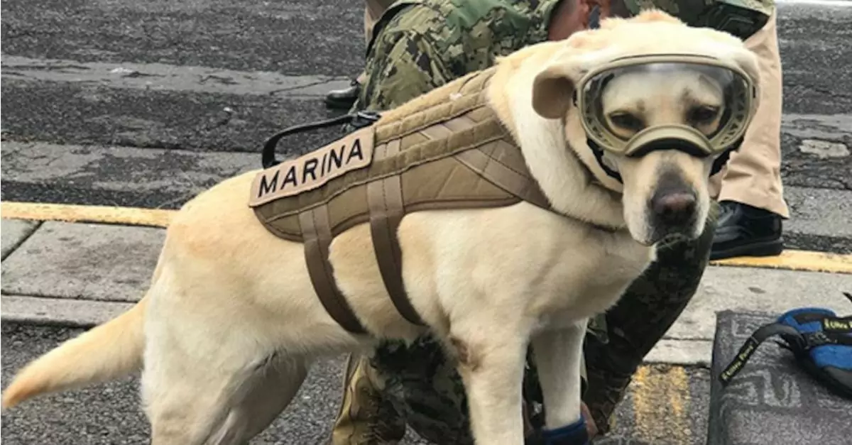 Introducing Frida, the heroic rescue dog who has saved 12 lives in Mexico!