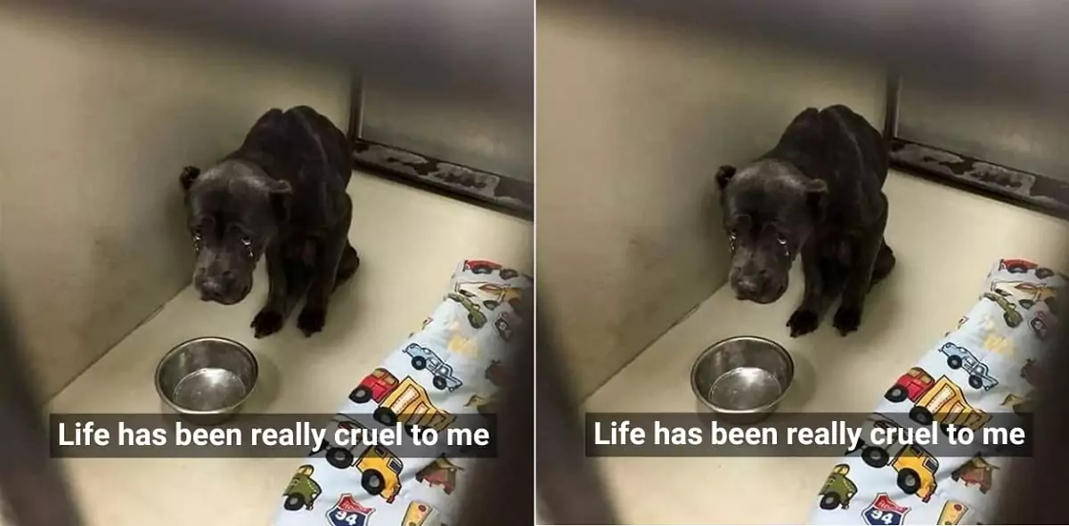 The newly adopted dog was abused and mistreated by its new family, so it ran back to the shelter, its eyes filled with fear of everything around it