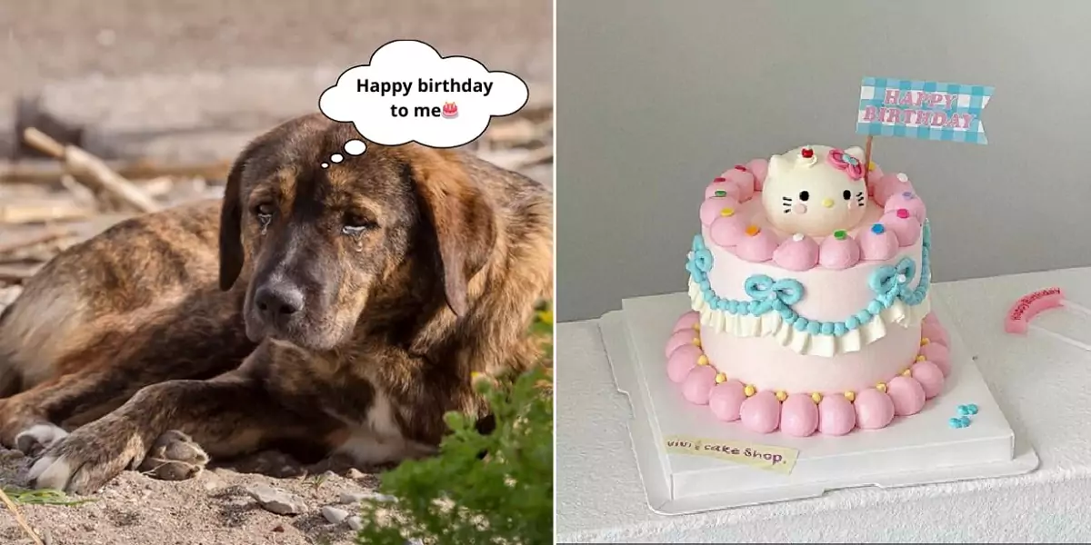 My birthday was not what I hoped for; my owner didn’t come back to be with me