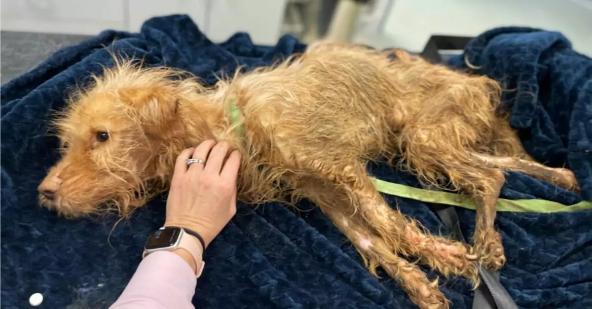 Poor dog found in dump is diagnosed with very poor health