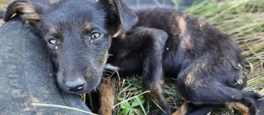  Puppy rescue becomes a survival mission when she's lost and can't be found